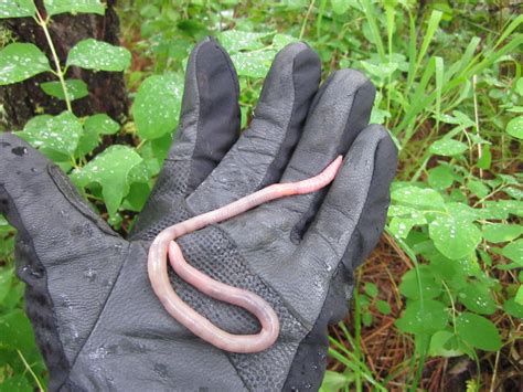 English: The Giant Worm at Bass in Victoria, Australia. Date, 24 January 2010. Source, Own work. Author, Bilby. Licensing.